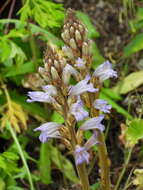 Image of Phelipanche purpurea subsp. purpurea