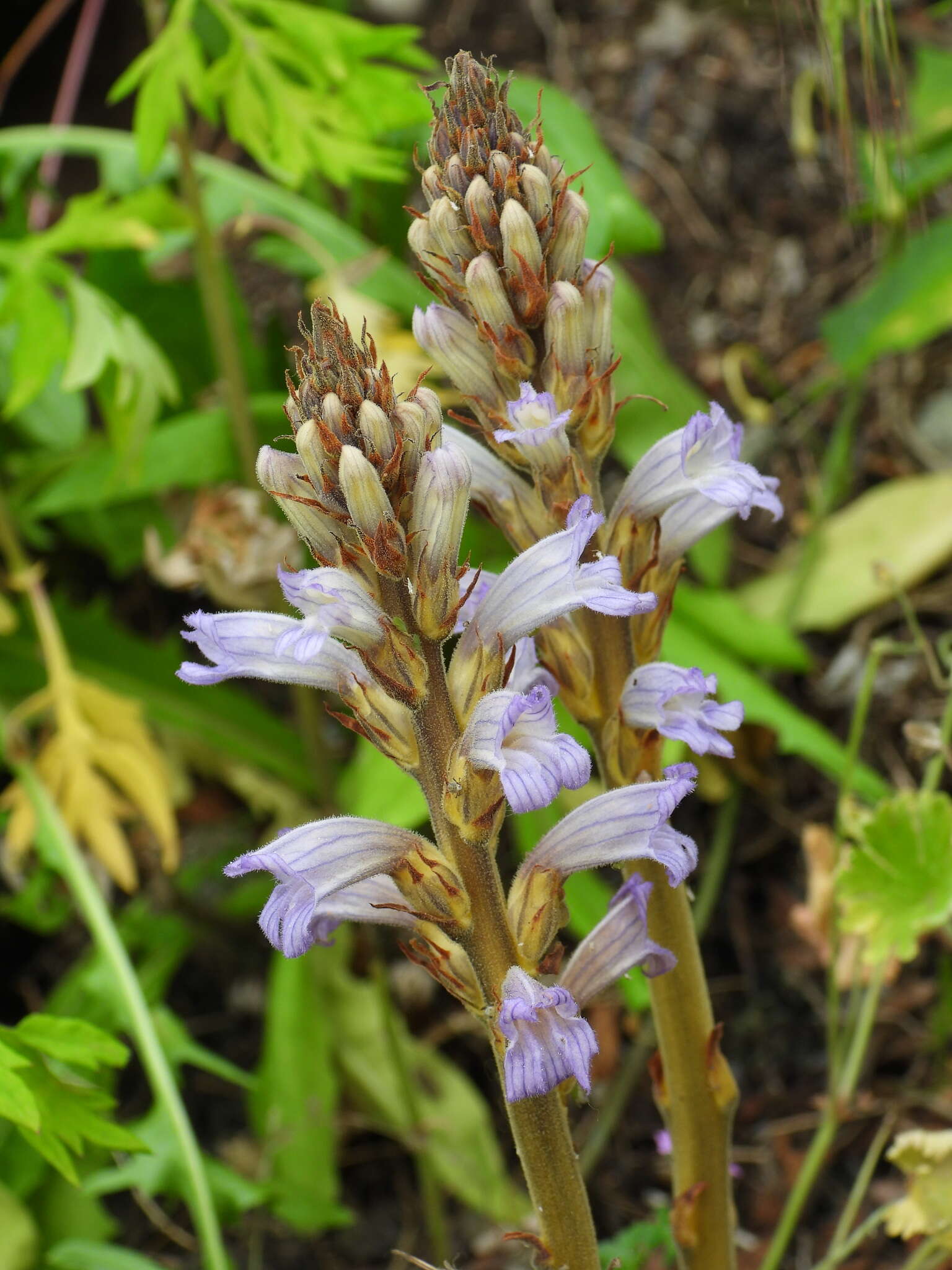 Image of Phelipanche purpurea subsp. purpurea