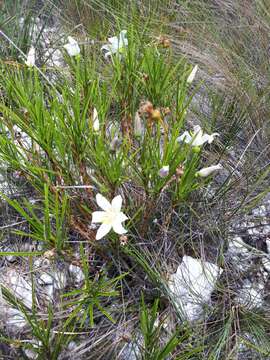 Imagem de Vellozia epidendroides Mart.