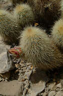 Image de Echinocereus freudenbergii G. Frank