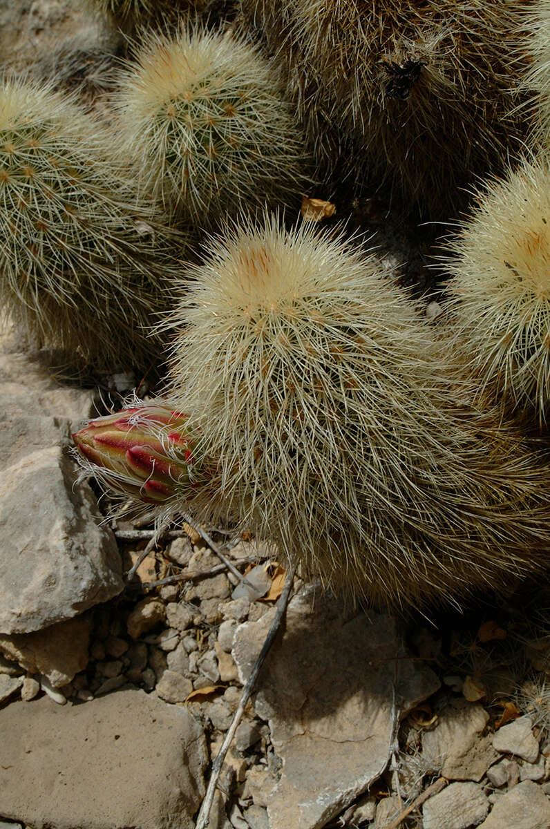 Image de Echinocereus freudenbergii G. Frank