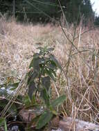 Слика од Teucrium scorodonia L.