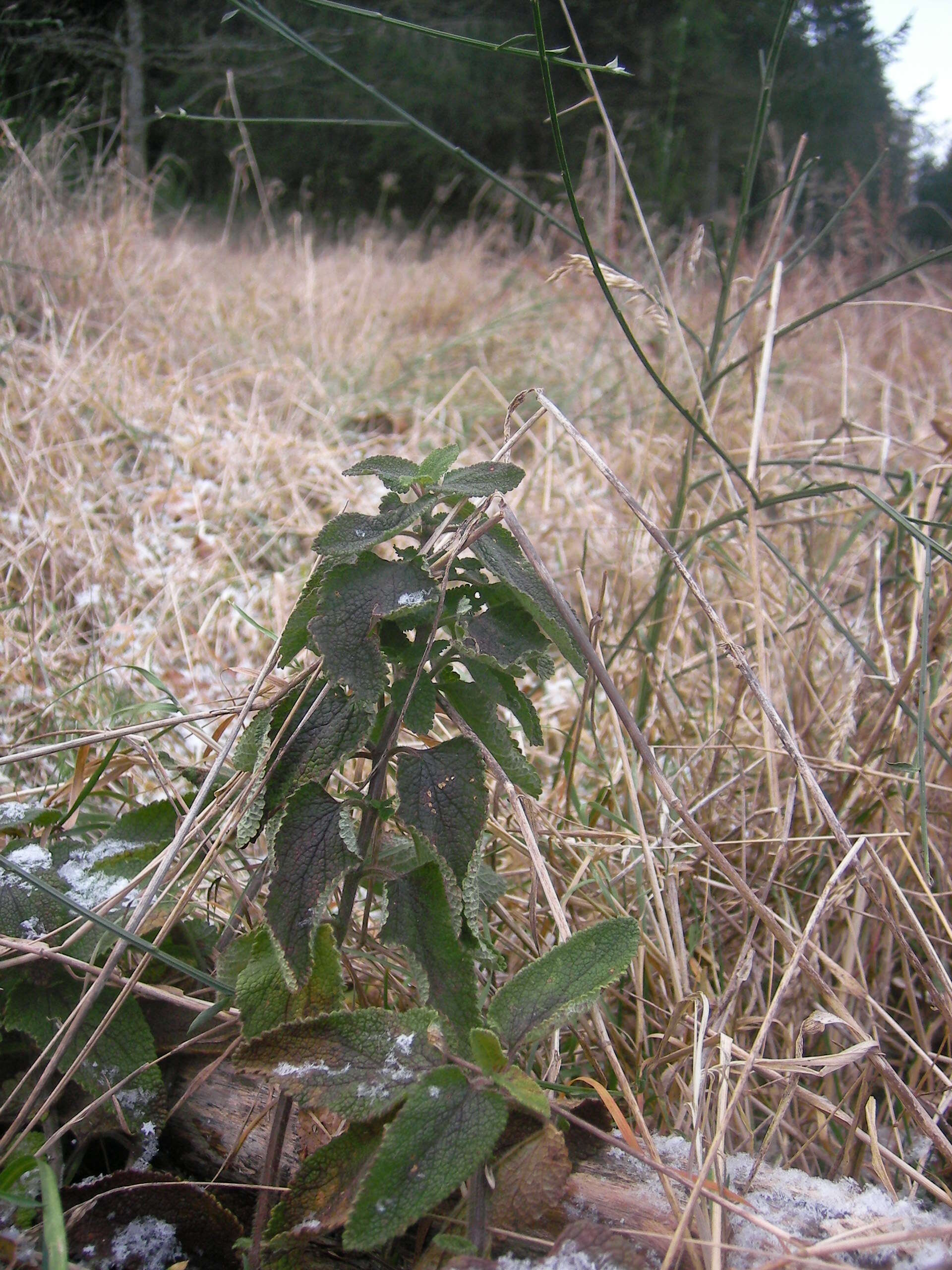 Слика од Teucrium scorodonia L.