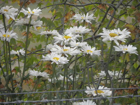 Слика од Leucanthemum maximum (Ramond) DC.