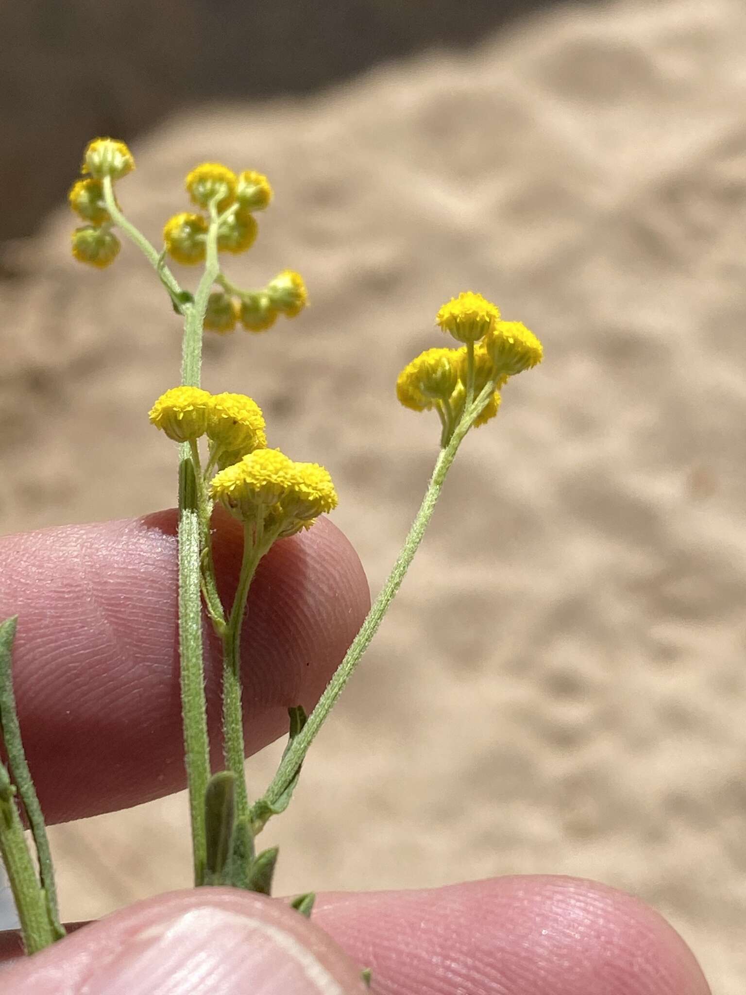 Nidorella resedifolia DC.的圖片