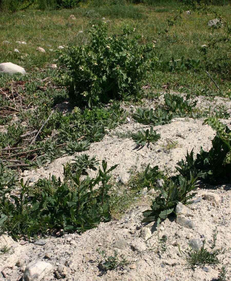 Image of black henbane