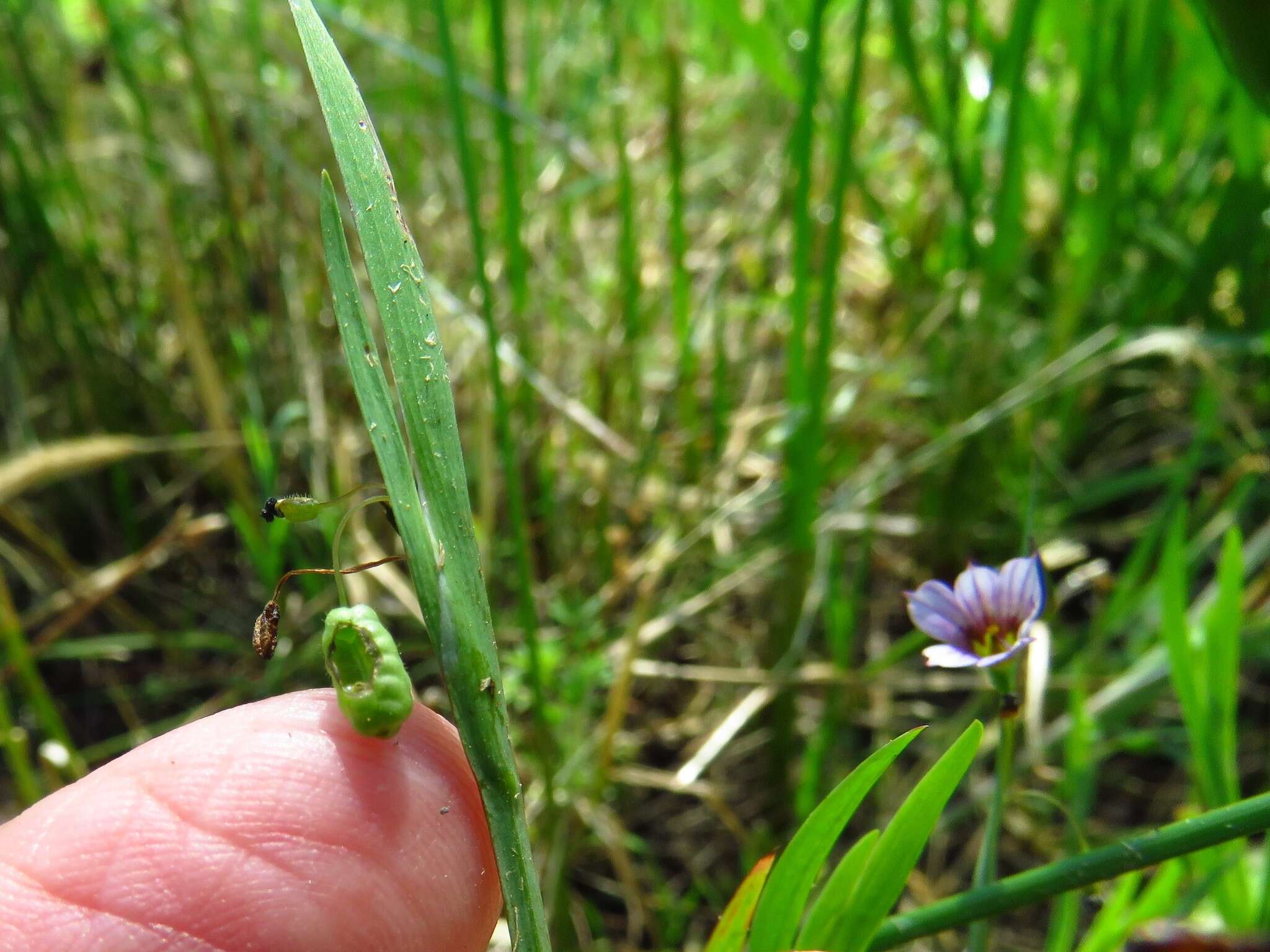 Sisyrinchium minus Engelm. & A. Gray的圖片