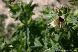 Image of black henbane