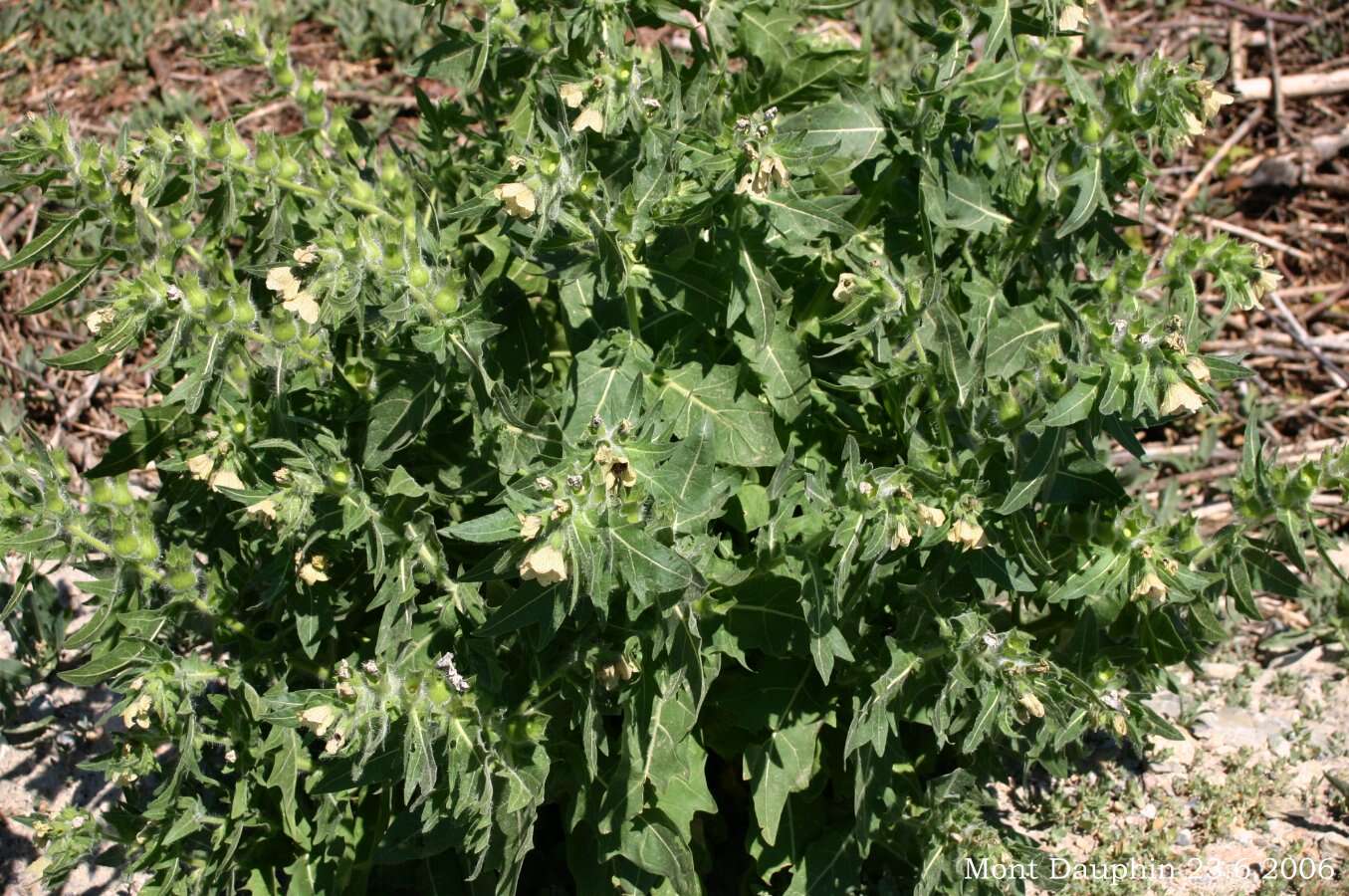 Image of black henbane