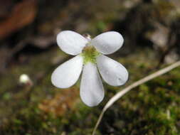 Image of Pinguicula parvifolia Robinson