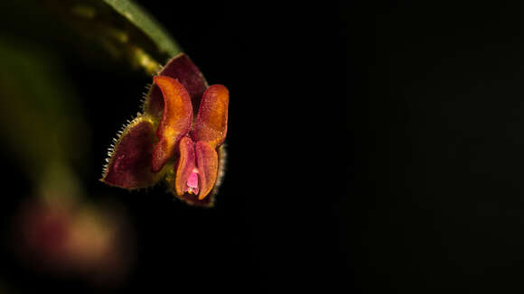 Image of Lepanthes tracheia Rchb. fil.