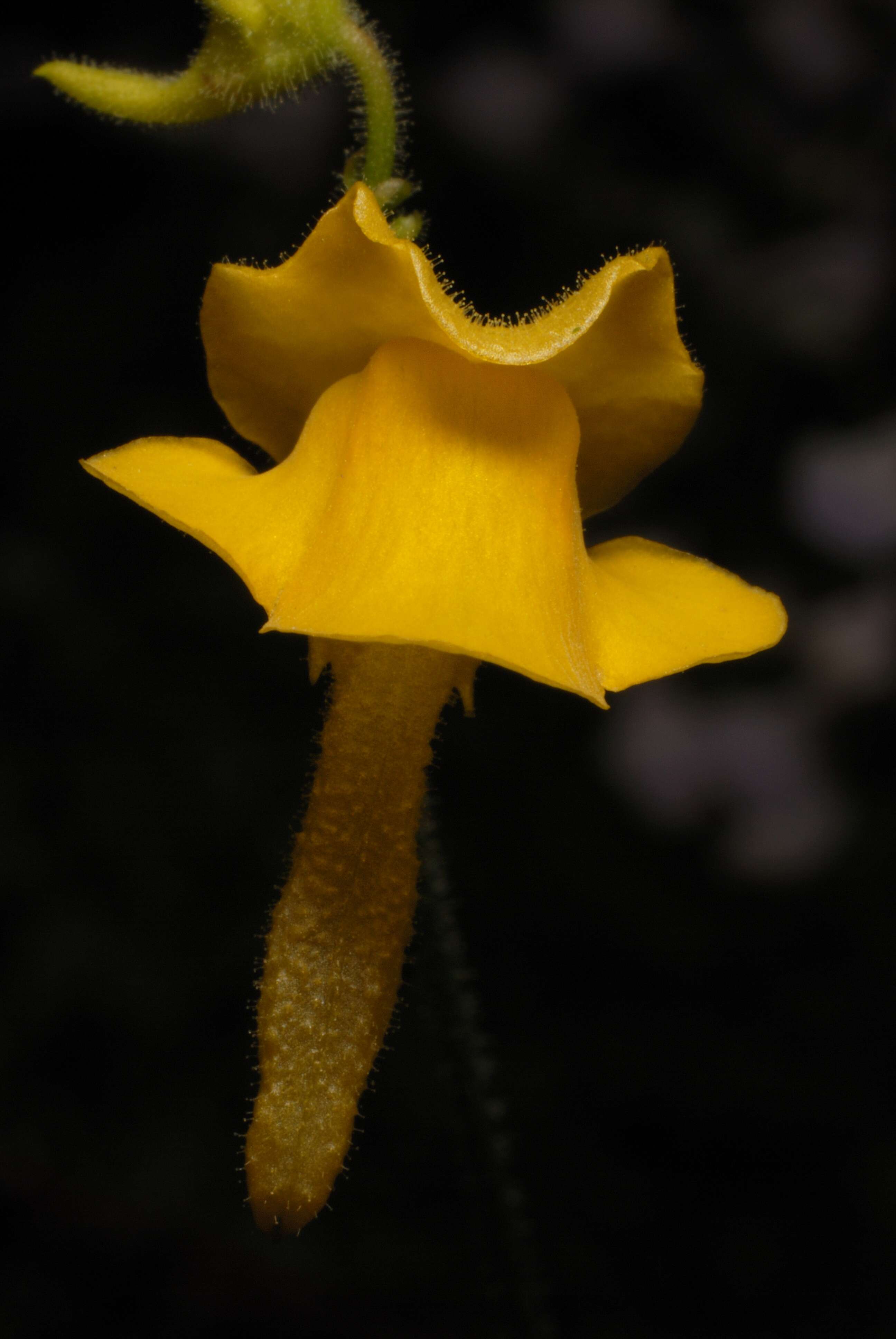 Image of Genlisea aurea A. St. Hil.