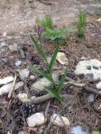 Image of red helleborine