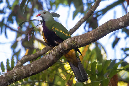 Image of Wompoo Fruit Dove