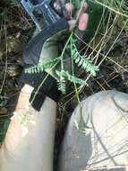 Image of Congdon's milkvetch