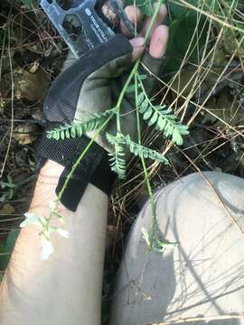 صورة Astragalus congdonii S. Wats.