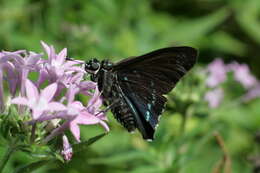 Plancia ëd Phocides pigmalion