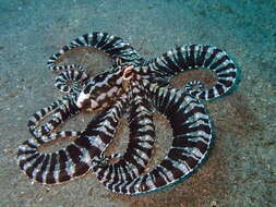 Image of Indonesian mimic octopus