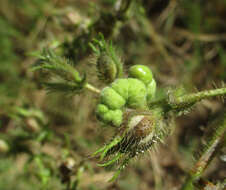 Image of Ipomoea dichroa (Roem. & Schult.) Choisy