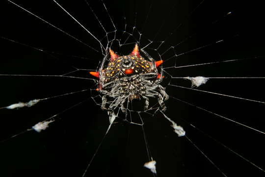 Image of Spinybacked Orbweaver