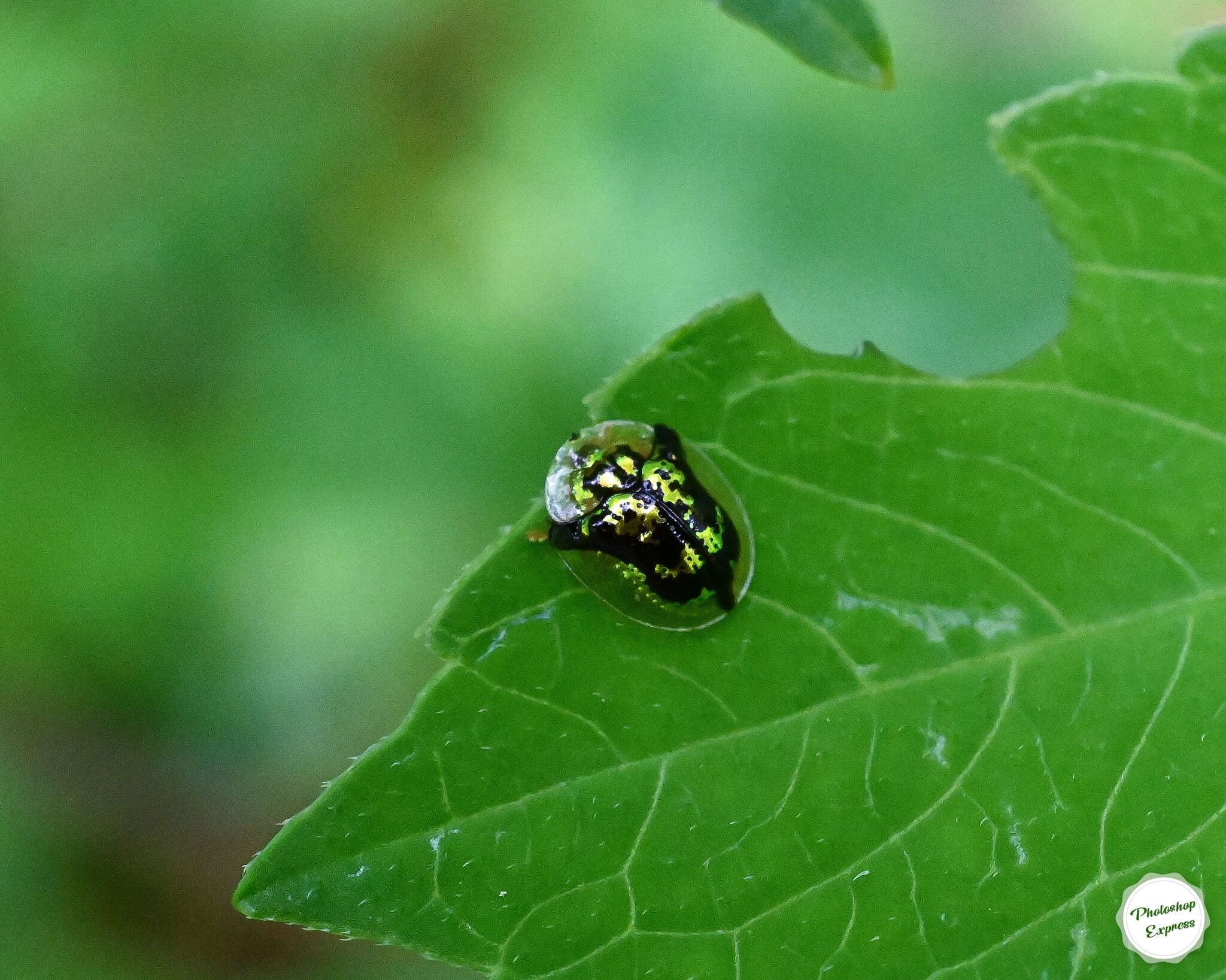 Deloyala fuliginosa (Olivier 1790)的圖片