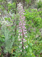 Image of California larkspur