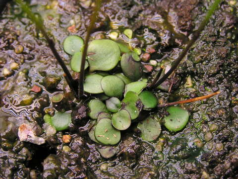 Image of Genlisea subglabra Stapf