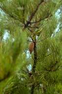 Image of Guadalupe island pine