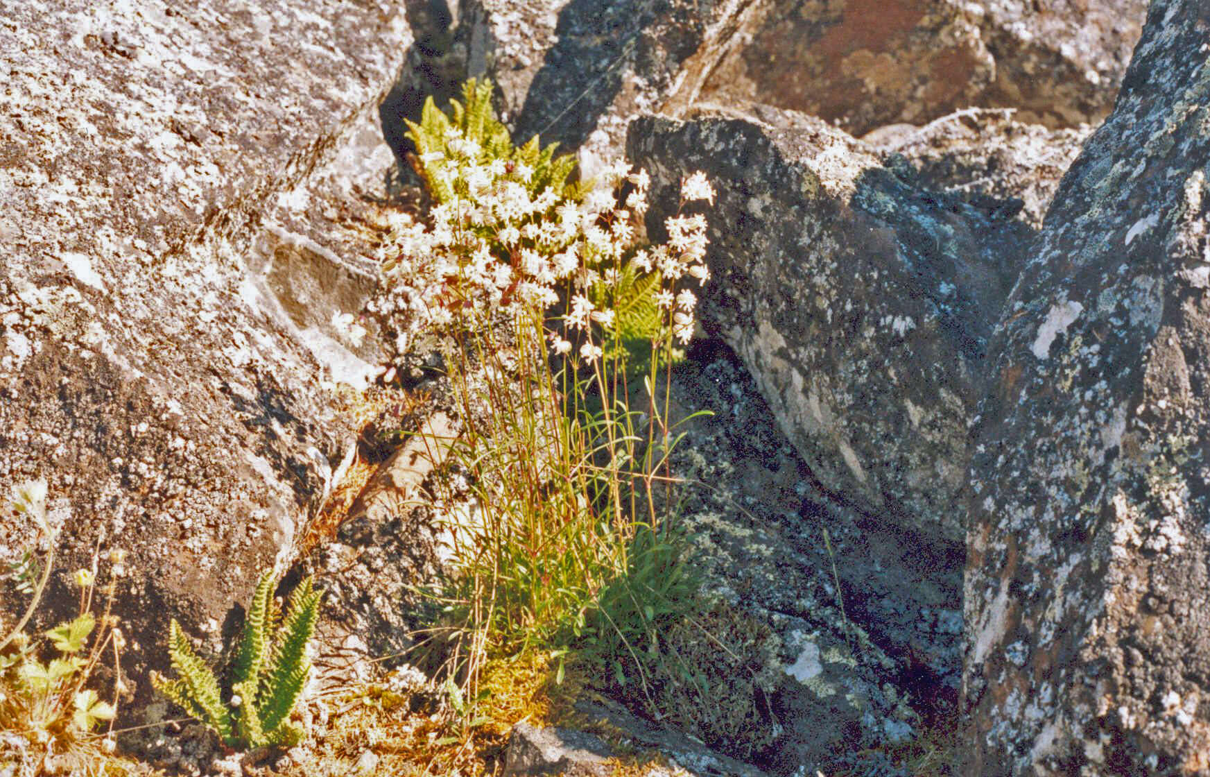 Image of Silene paucifolia Ledeb.