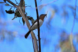 Image of Satin Flycatcher