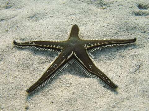 صورة Astropecten bispinosus (Otto 1823)