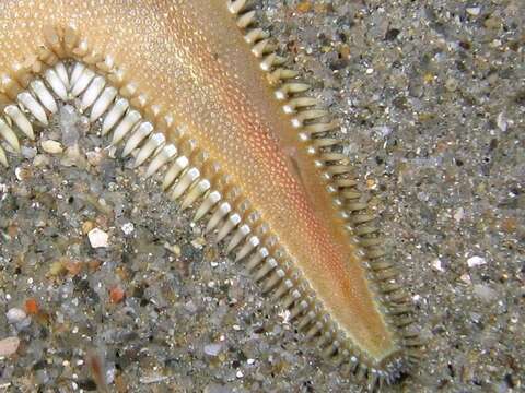 Image of Astropecten platyacanthus (Philippi 1837)