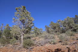 Cupressus arizonica var. nevadensis (Abrams) Little resmi