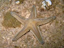 Image of Astropecten platyacanthus (Philippi 1837)