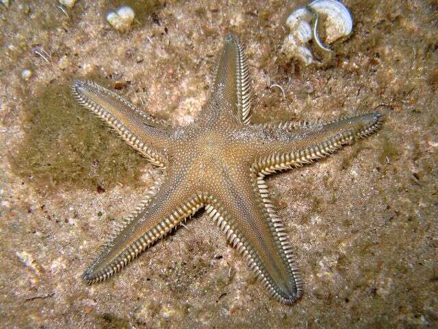 Image of Astropecten platyacanthus (Philippi 1837)