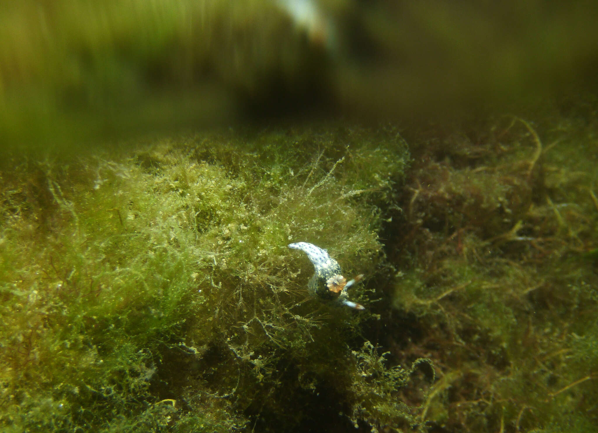 Image of Hypselodoris saintvincentius Burn 1962