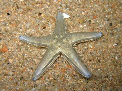 Image of Astropecten platyacanthus (Philippi 1837)