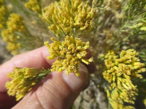 Image de Chrysothamnus viscidiflorus subsp. puberulus (D. C. Eat.) H. M. Hall & Clem.