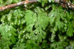 Imagem de Hymenophyllum revolutum Col.