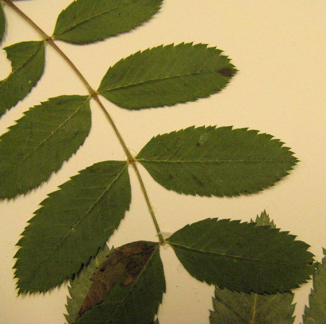 Image of California mountain ash