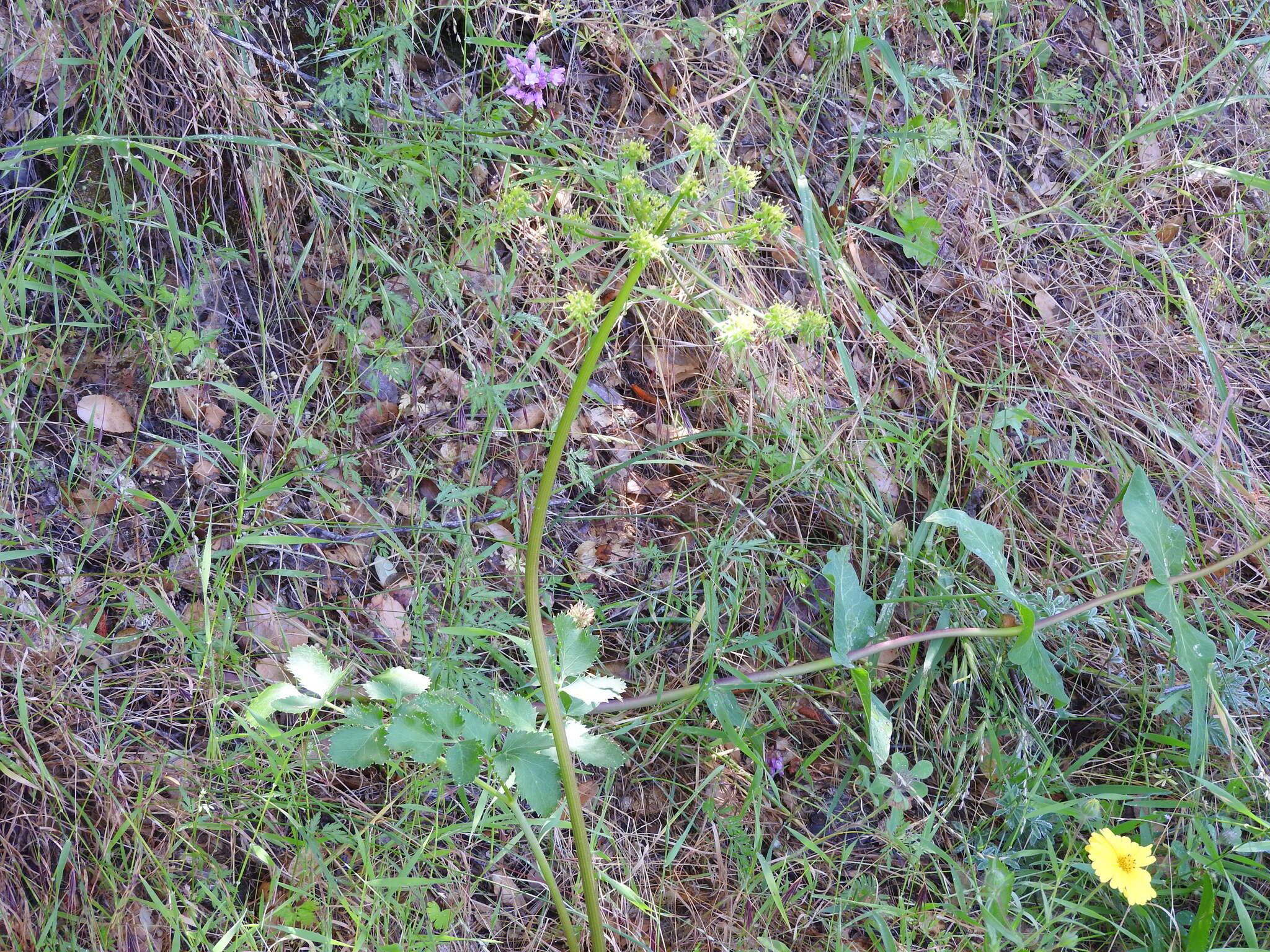 Слика од Tauschia hartwegii (A. Gray) J. F. Macbr.