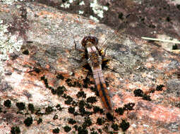 Image of Chalk-fronted Corporal