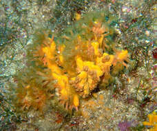 Image of Yellow encrusting anemone