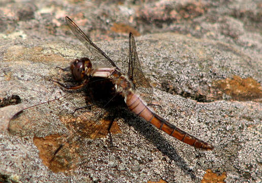 Image of Chalk-fronted Corporal