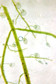 Image of Utricularia alpina Jacq.