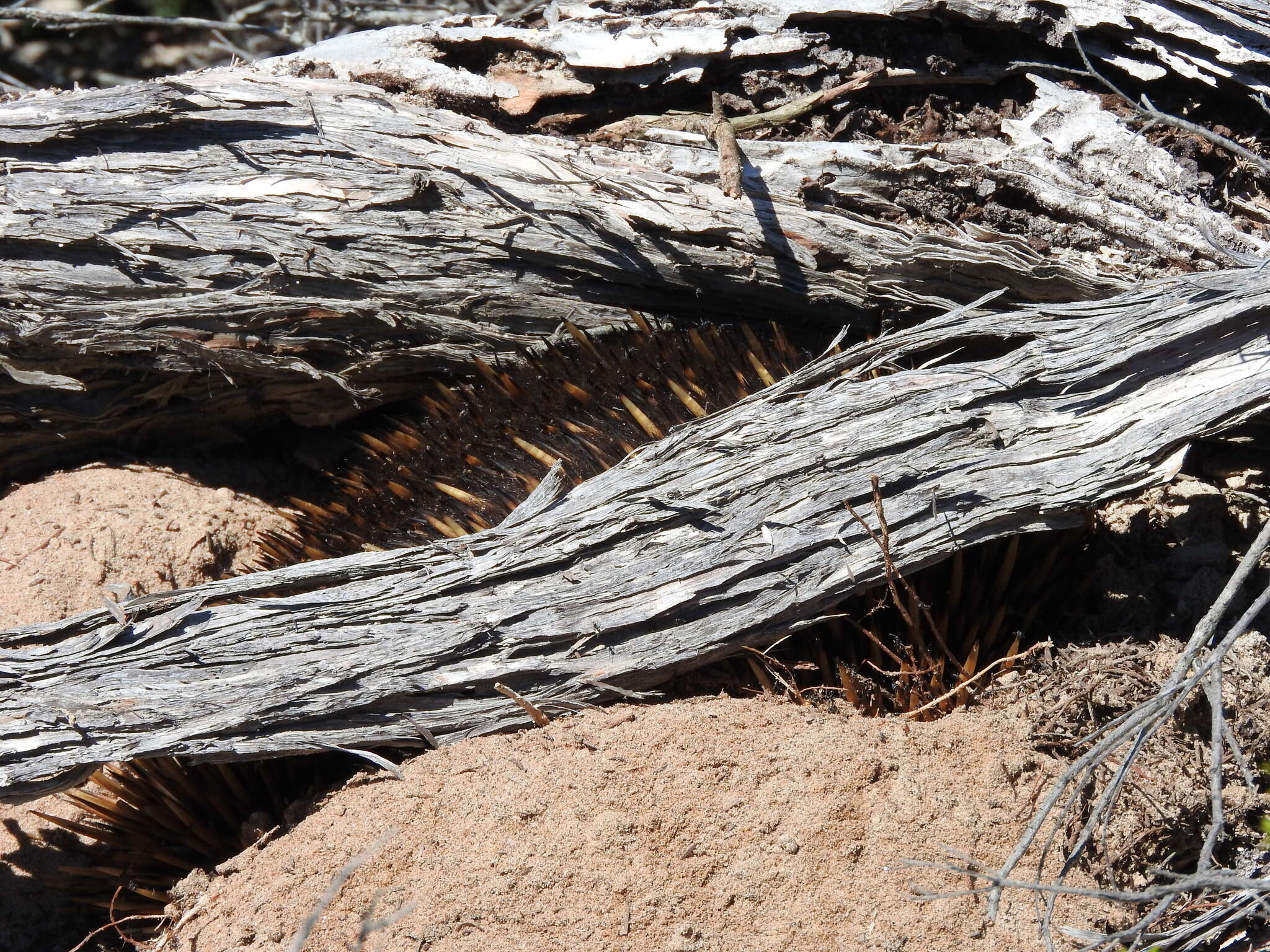 Image of Short-beaked Echidnas