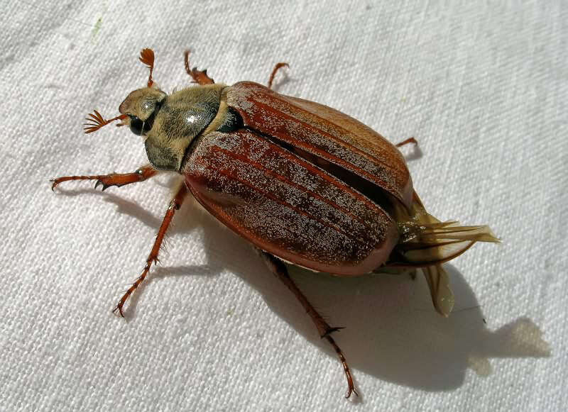 Image of Common cockchafer