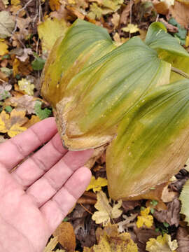 Image de Polygonatum latifolium (Jacq.) Desf.