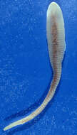 Image of Linguatulidae