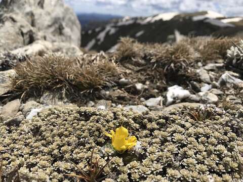 Image of Ranunculus acrophilus B. G. Briggs